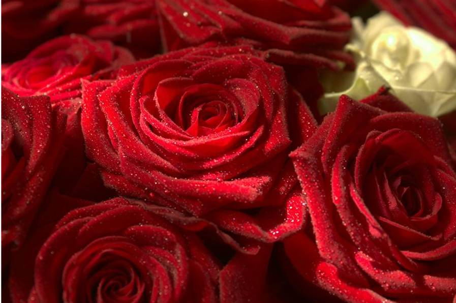 Atelier floral Offremania - espace