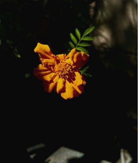 Composition florale exemplaire
