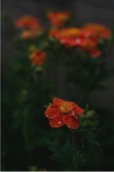 Résultat bouquet signature