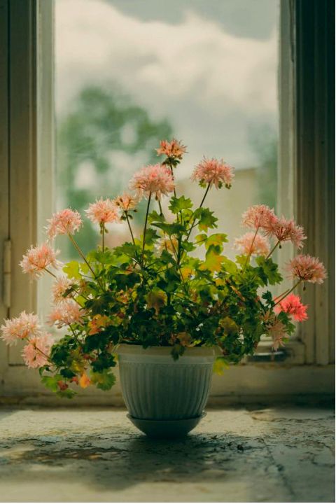Composition florale avancée